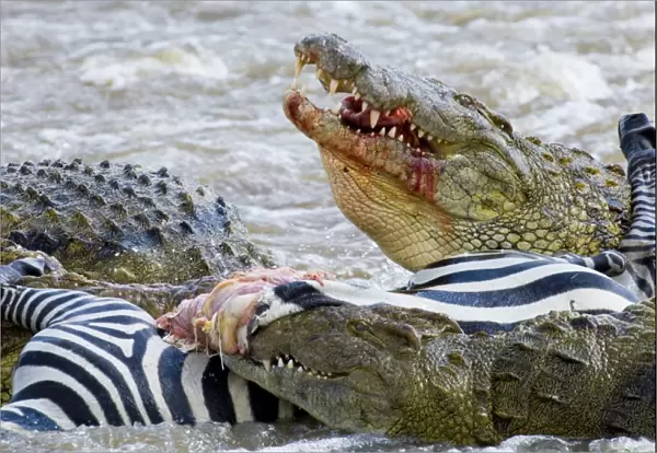 Nile Crocodiles feeding on Zebra foal Mara River Masai Mara Kenya