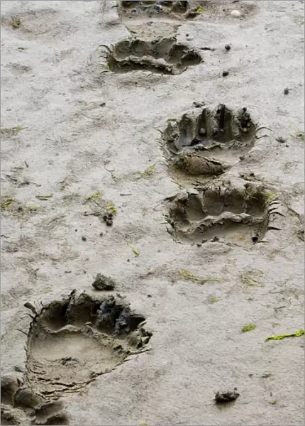 Brown Bear Ursos arctos footprints Katmai Alaska August