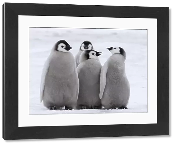 Emperor Penguin Aptenodytes forsteri chicks Snow Hill Island Weddell Sea Antarctica