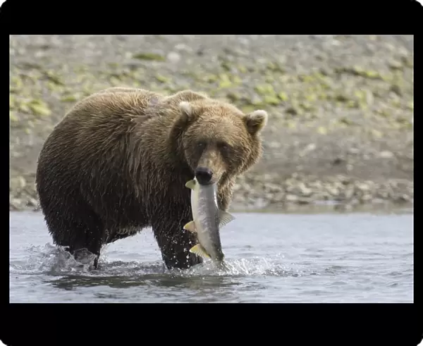 01058dt. Brown Bear Ursos arctos carrying salmon along coastal creek Katmai Alaska August