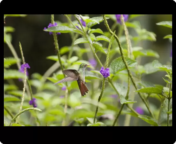 Rufous-tailed Hummingbird (Amazilia t tzacatl) El Valle Panama