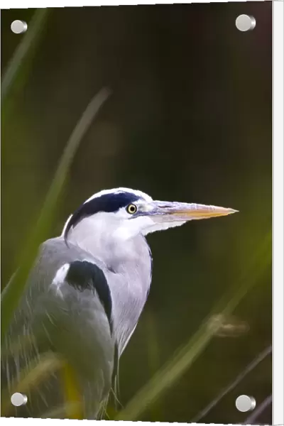 Grey Heron Ardea cinerea autumn UK