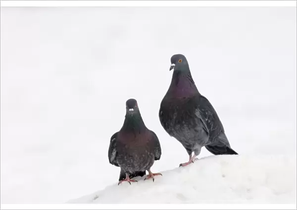 Feral Pigeons, pair in snow London