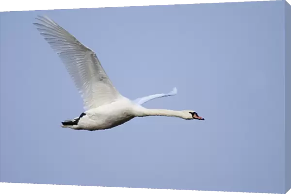 Mute Swan Cygnus olor in flight winter