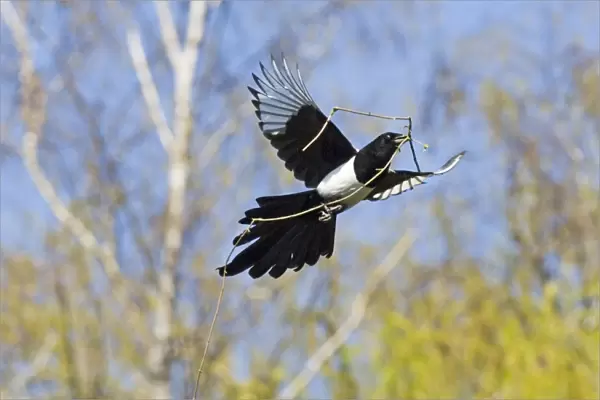 Magpie Pica pica carrying nest material Kent spring