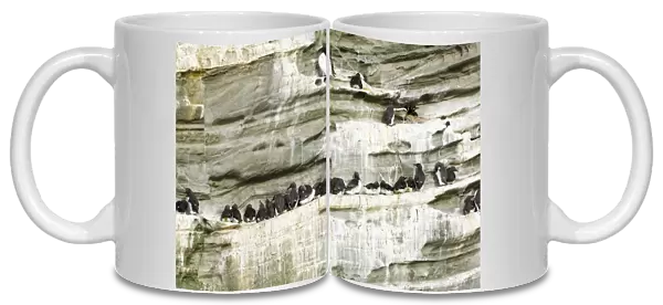 Guilemots Uria aalge breeding on cliff ledge Noss Shetland June