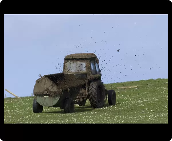 Muck spreading on grazing land Fetlar Shetland Scotland June