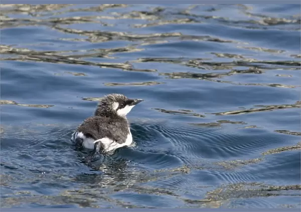 Guillemot Uria aalge chick on sea Inner Farne Farne Islands Northumberland spring