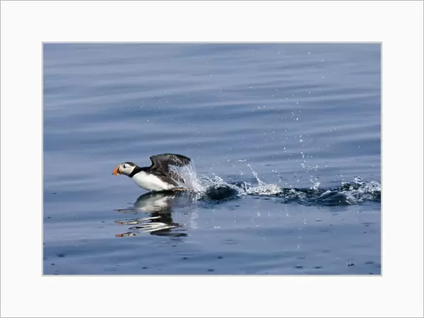 Puffin Fratercula artica taking off from sea UK summer