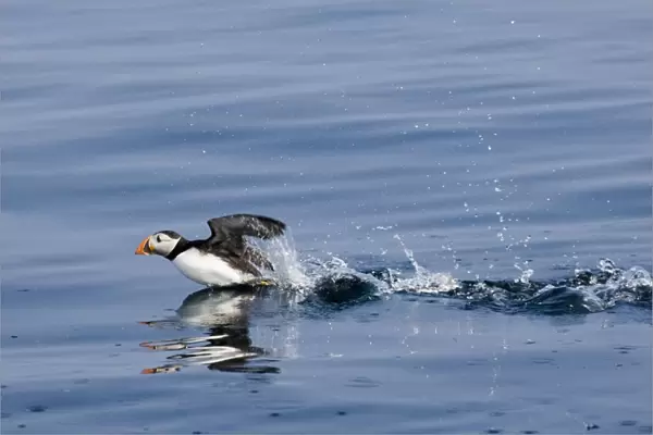 Puffin Fratercula artica taking off from sea UK summer