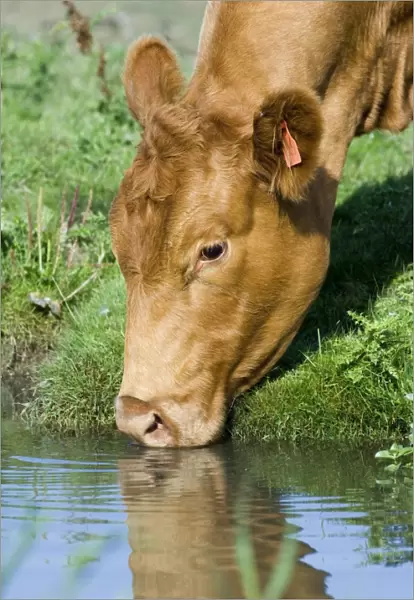 Cow drinking from drainage ditch on grazing marsh Cley North Norfolk