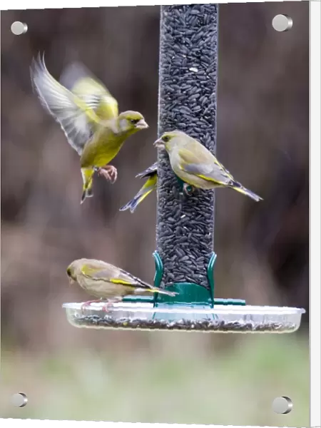 Greenfinches on garden feeder