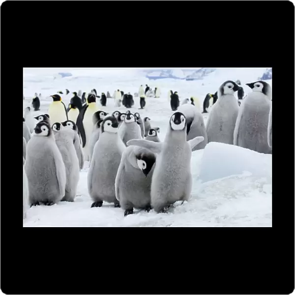 01963dt. Emperor Penguins Aptenodytes forsteri chicks Snow Hill Island Antarctica November