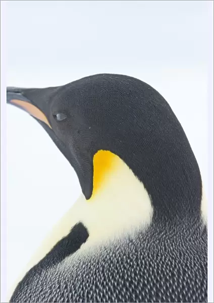 01970dt. Emperor Penguin Aptenodytes forsteri Snow Hill Island Antarctica November