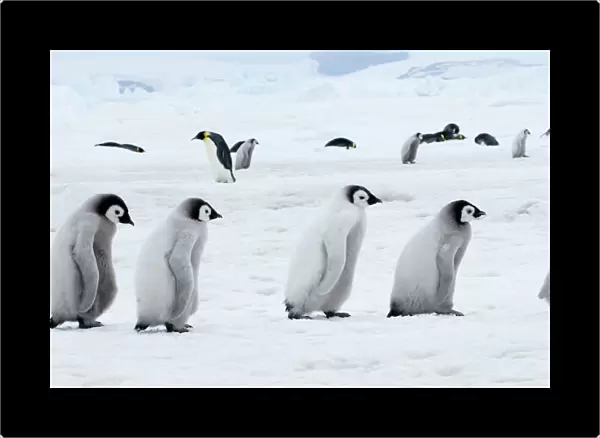 01976dt. Emperor Penguins Aptenodytes forsteri chicks Snow Hill Island Antarctica November