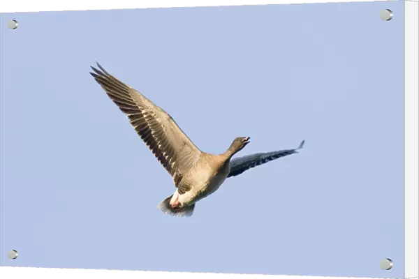 Pink-footed Goose Anser brachyrhynchus North Norfolk winter