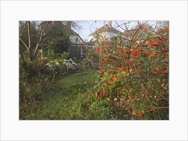 02015dt. suburban garden in autumn Kent UK