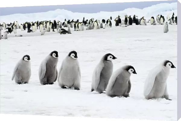 01978dt. Emperor Penguins Aptenodytes forsteri chicks Snow Hill Island Antarctica November