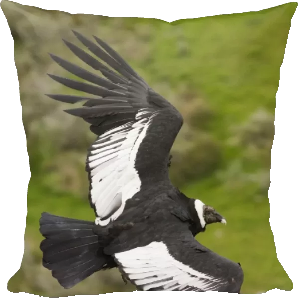 02370dt. Andean Condor Vultur gryphus S.Chile November