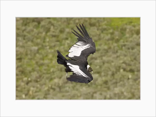 02374dt. Andean Condor Vultur gryphus male cruising along mountainside S.Chile November