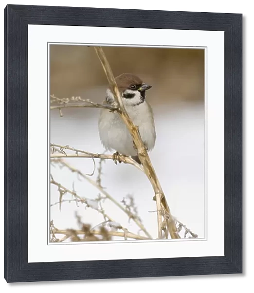 02459dt. Tree Sparrow Passer montanus Norfolk UK winter