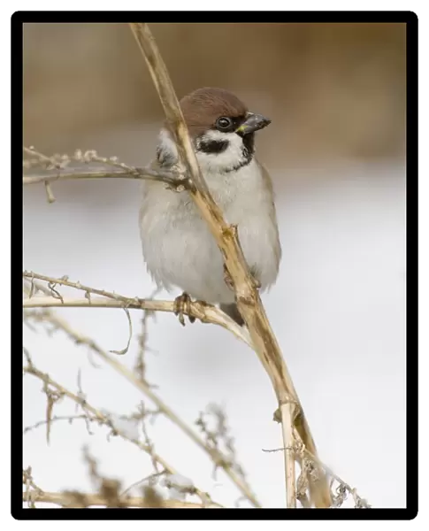 02459dt. Tree Sparrow Passer montanus Norfolk UK winter