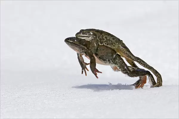 02415dt. Marsh Frog Rana ridibunda male clinging to female in mating clench