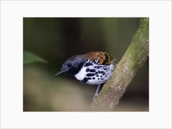 02419dt. Spotted Antbird Hylophylax n naevioides Pipeline Road Soberiana NP Panama
