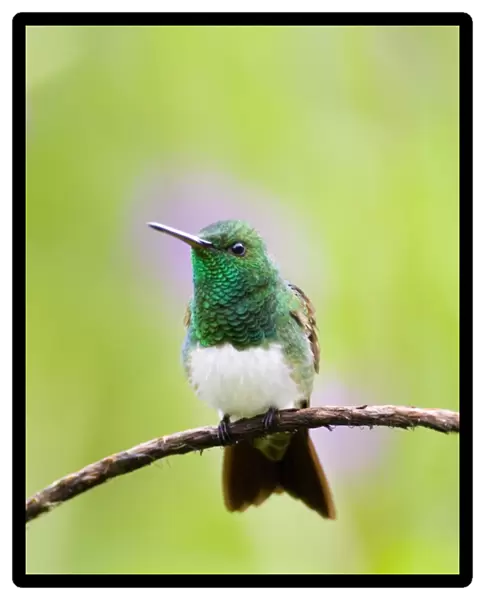 02441dt. Snowy-bellied Hummingbird Amazilia e edward El Valle Panama