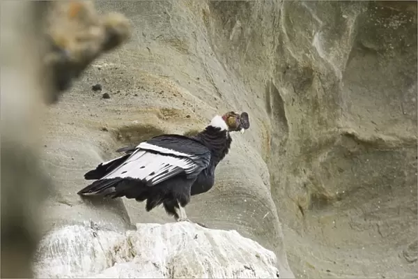 Andean Condor Vultur gryphus male on roosting ledge S. Chile November