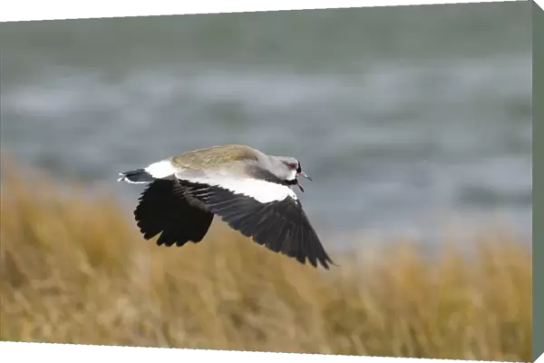 Southern Lapwing Vanellus chilensis male calling Tierra del Fuego Argentina November