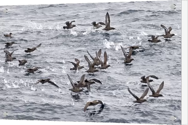 Sooty Shearwaters Puffinus griseus off Cape Horn Southern Ocean November