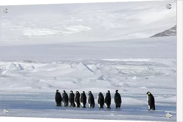02598dt. Emperor Penguins Aptenodytes forsteri on the march to the sea