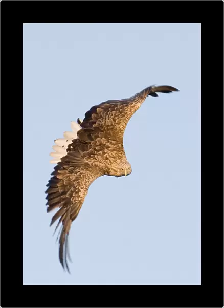 02564dt. White-tailed Eagle (Sea Eagle) Haliaeetus albicilla about to snatch fish