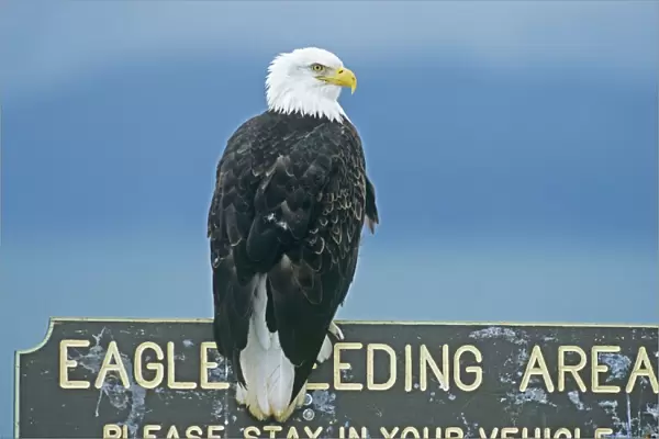 Bald Eagle at eagle feeding site on Homer spir Alaska winter