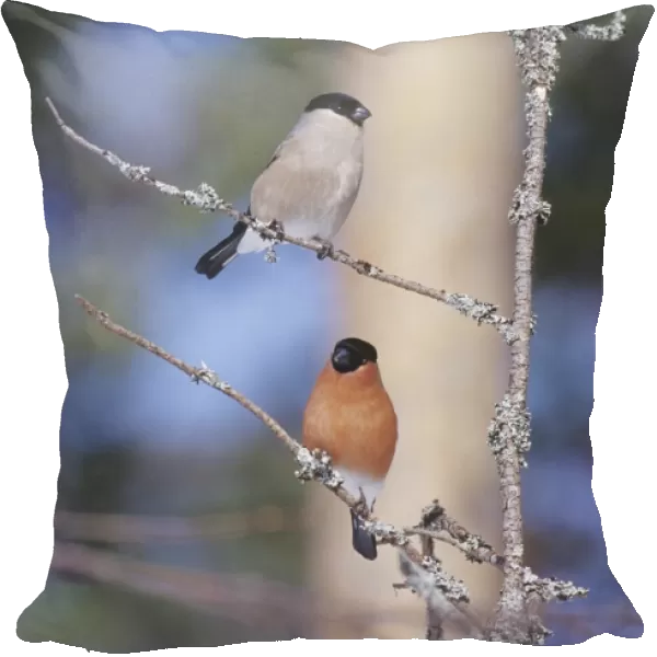 02877dt. Northern Bullfinch pair Finland winter