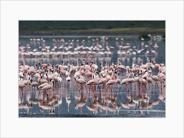 Lesser Flamingos Phoeniconaias minor Lake Nakuru Kenya July