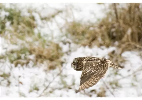 Short-eared Owl Asio flammeus hunting in the snow Norfolk winter