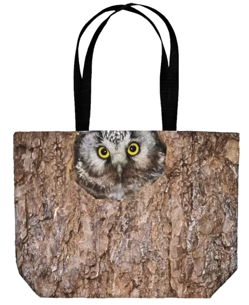 Tengmalms Owl Aegolius funereus peerting from tree nest hole Finland may