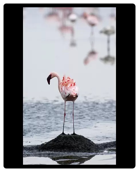 Lesser Flamingos Phoeniconaias minor standing on nest platform Lake Nakuru Kenya