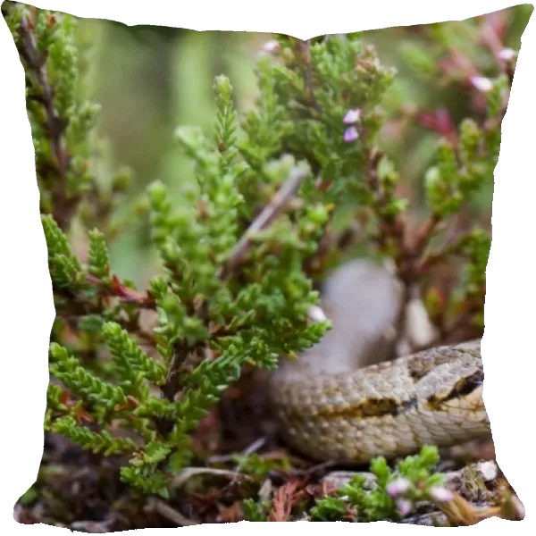 02864dt. Smooth Snake Dorset summer
