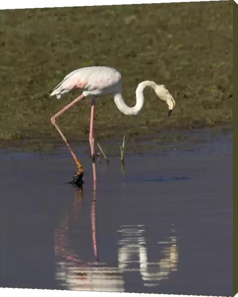 Greater Flamingo feeding, Lake Kerkini, Greece, January