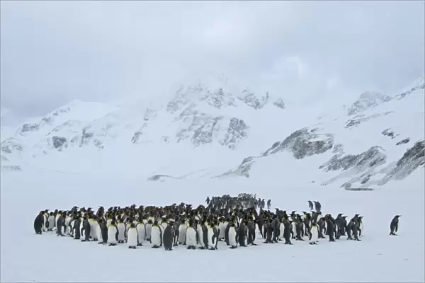 King Penguins Aptenodytes patagonicus huddled together during storm Right Whale Bay