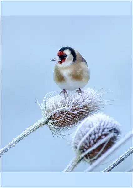 Goldfinch on teasel on frosty winters morning in garden Kent UK