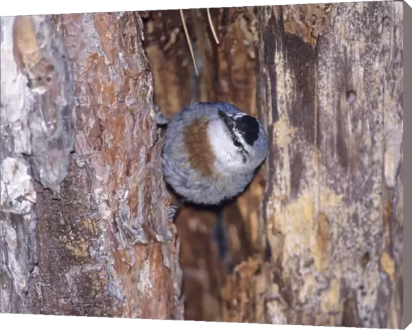 Krupers Nuthatch Sitta krueperi emerging from nest in crevice of tree Lesvos Greece