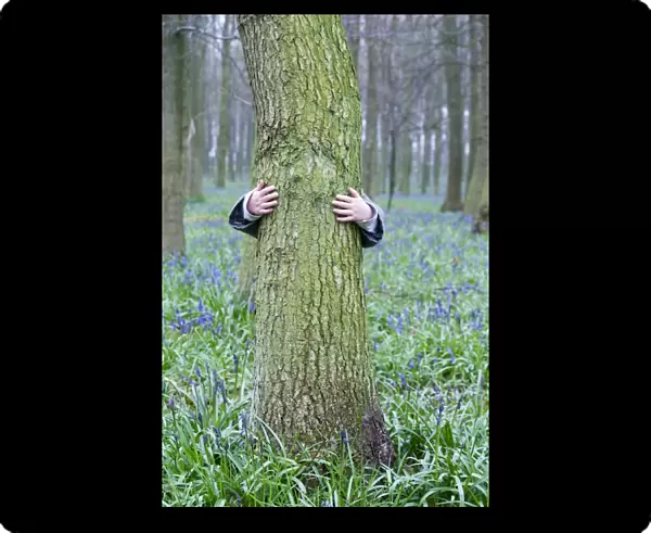 Young boy (3 yr old) hugging tree in Bluebell wood Bucks UK April