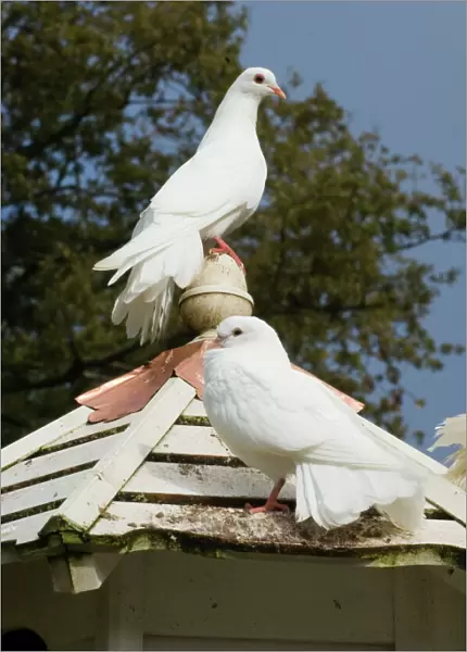 Fantail Doves in Dovecote Cornwall