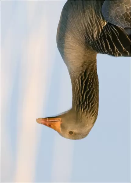 Reflection of Greylag Goose Anser anser Cley Norfolk April
