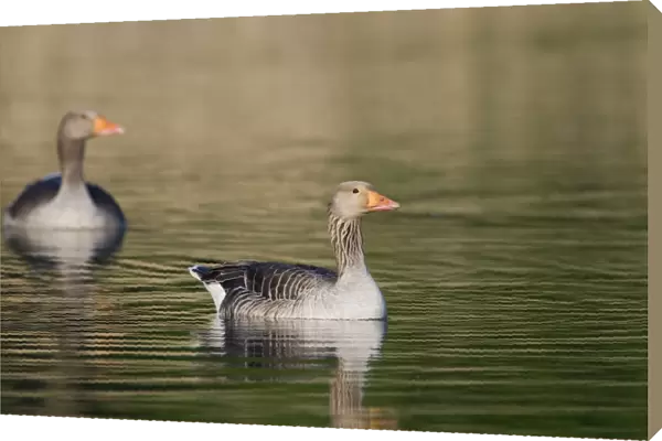 Greylag Geese Anser anser Cley Norfolk May