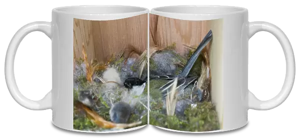 Great Tit Parus major incubating eggs in nest box Norfolk April